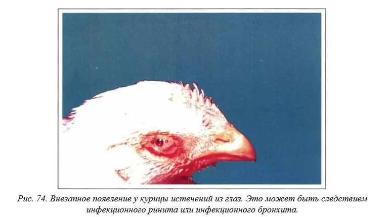 Вегад - Атлас болезней птицы. Ч. 11. Инфекционный ринит