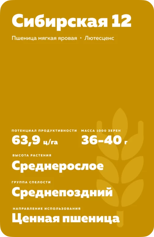 Сибирская 12