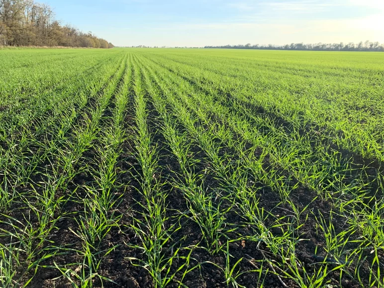 Поздний посев озимой пшеницы и поздняя осенняя подкормка 