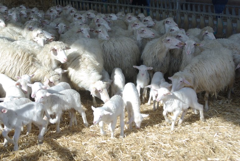 Сардинская порода овец 