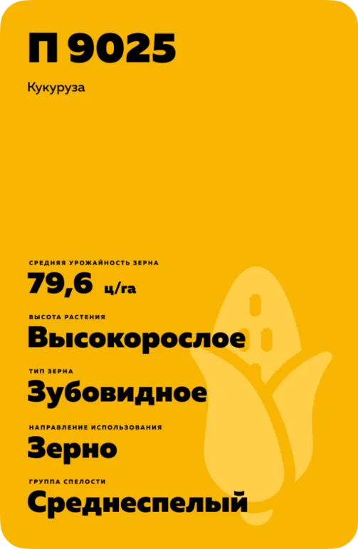 П 9025 - гибрид кукурузы