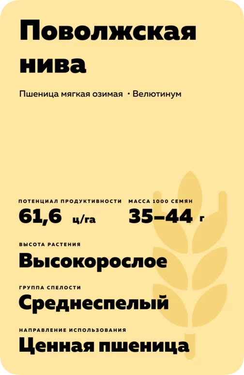 Поволжская нива сорт мягкой озимой пшеницы