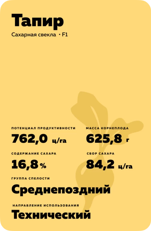 Тапир - гибрид свеклы сахарной (Beta vulgaris L. ssp. vulgaris var. saccharifera Alef.).