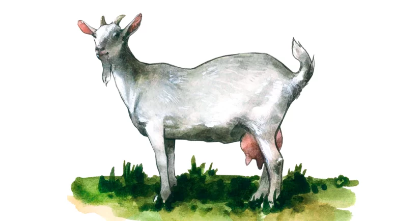 Болгарская белая молочная порода коз