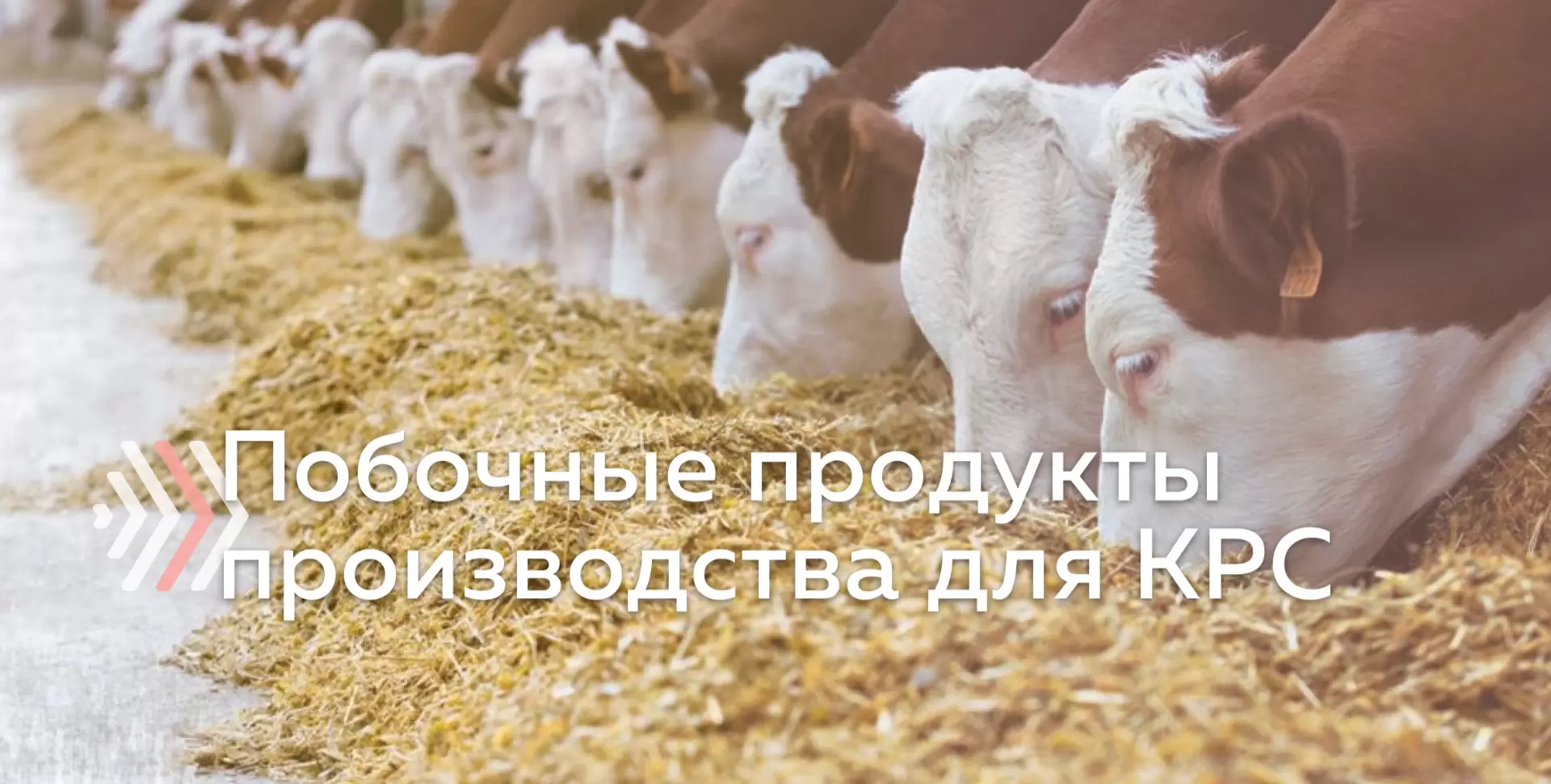 Побочные продукты производства кукурузного крахмала для КРС