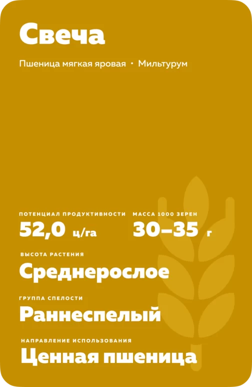 Свеча сорт мягкой яровой пшеницы