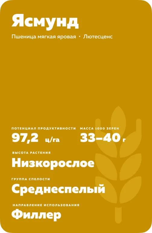 Ясмунд сорт мягкой яровой пшеницы