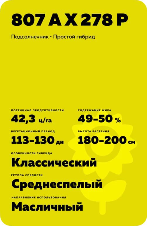 807 А Х 278 Р гибрид подсолнечника