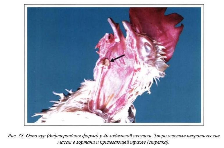 Вегад - Атлас болезней птицы. Ч. 4. Оспа кур (оспа-дифтерит)