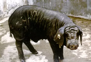 Фэнцзин – порода свиней