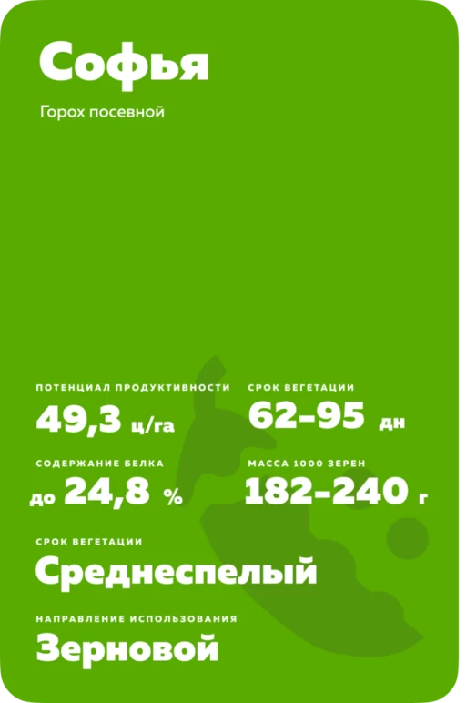 Софья сорт гороха посевного