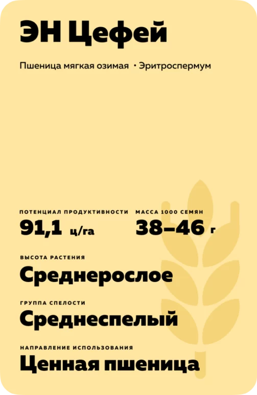 ЭН Цефей сорт мягкой озимой пшеницы