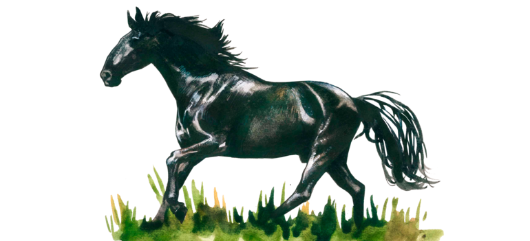 Кабардинская порода лошадей