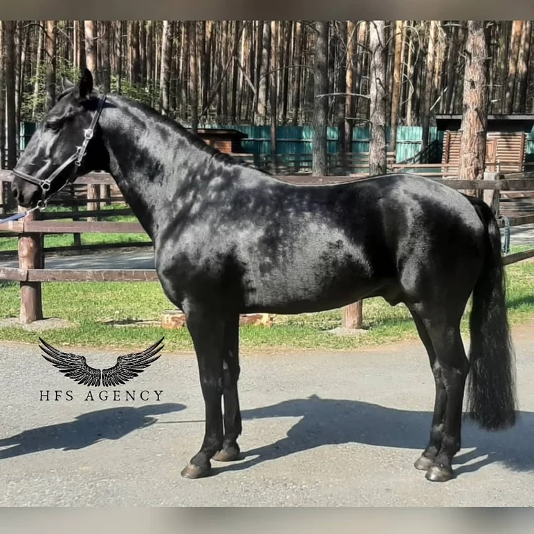Карачаевская порода лошадей