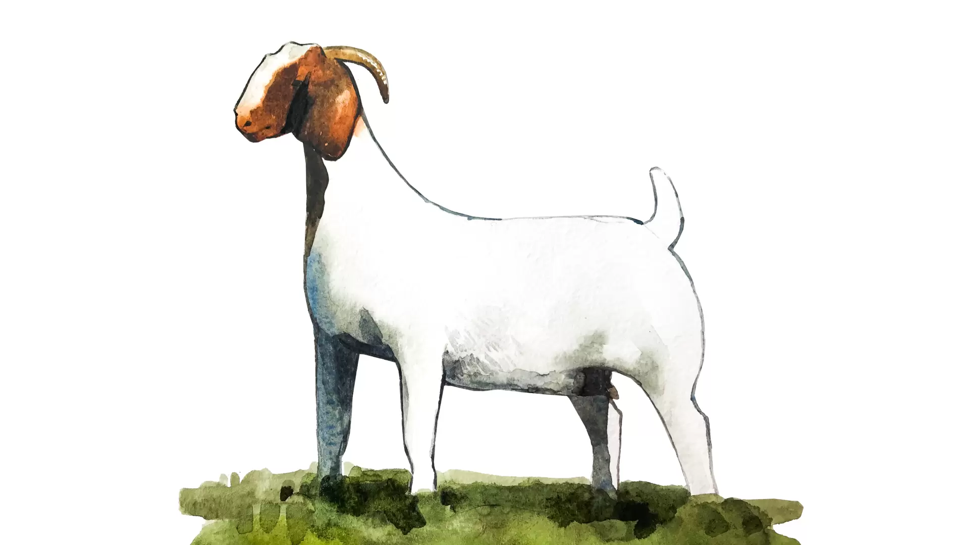 Свободолюбивые и длинноногие: бурские козы