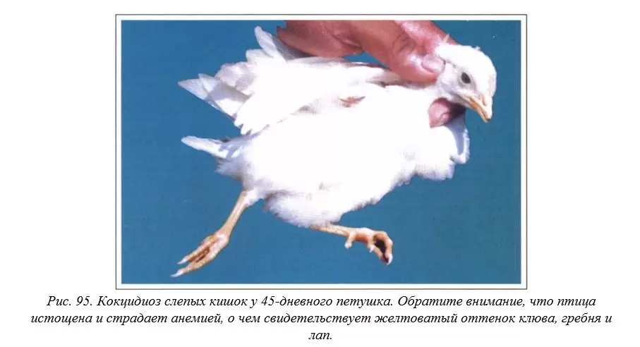 Лечение кокцидиоза птиц. Внешние симптомы и профилактика