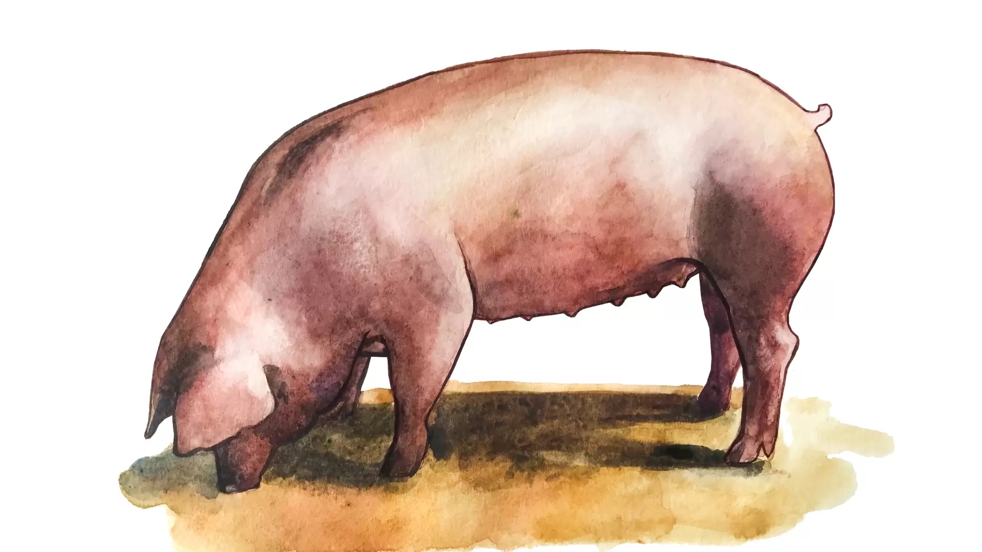 11 свиней. Лакомб порода свиней. Лакомб свинья. Лакомб порода свиней молочность. Chester White породы свиней.