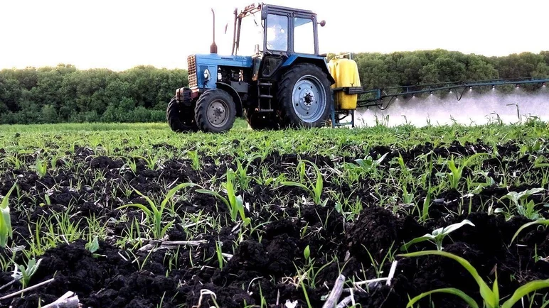 Теоретические аспекты выбора гербицида в посевах кукурузы.