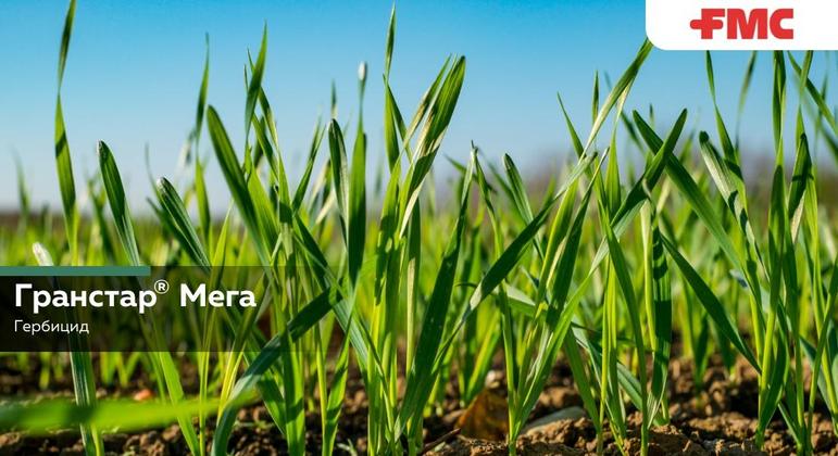 Гранстар® Мега от компании FMC – системный высокоселективный двухкомпонентный гербицид для послевсходовой борьбы с двудольными однолетними и многолетними сорняками в посевах пшеницы и ячменя