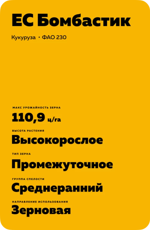 ЕС Бомбастик  - гибрид кукурузы ( Zea mays L.).