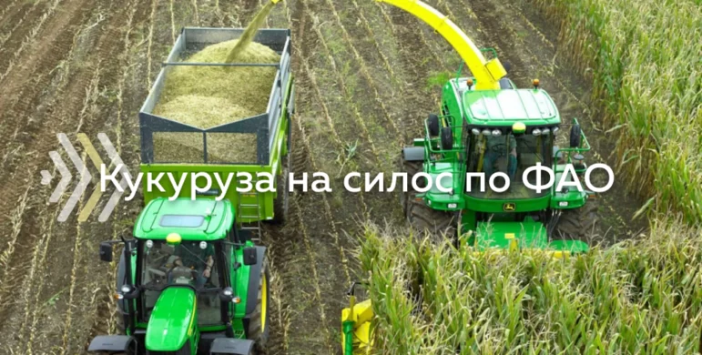 Как выбрать гибриды кукурузы на силос по ФАО?