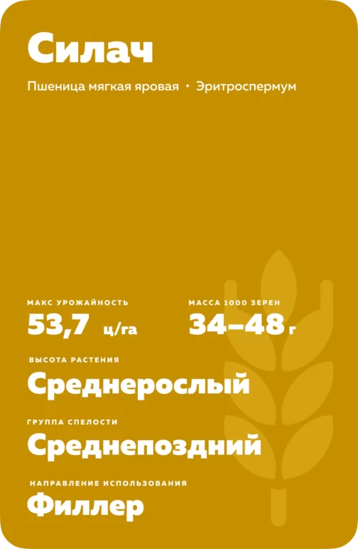 Силач сорт мягкой яровой пшеницы