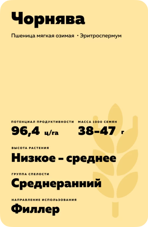 Чорнява  пшеница мягкая озимая