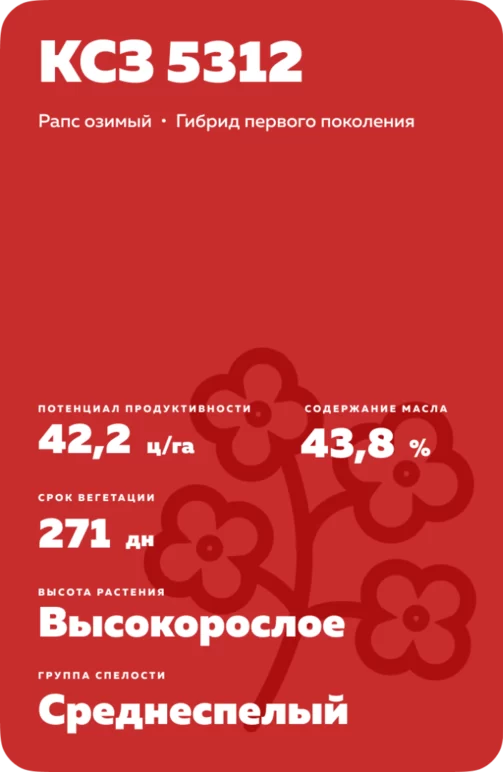 КСЗ 5312 (CSZ 5312) рапс озимый