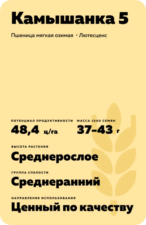 Камышанка 5 пшеница