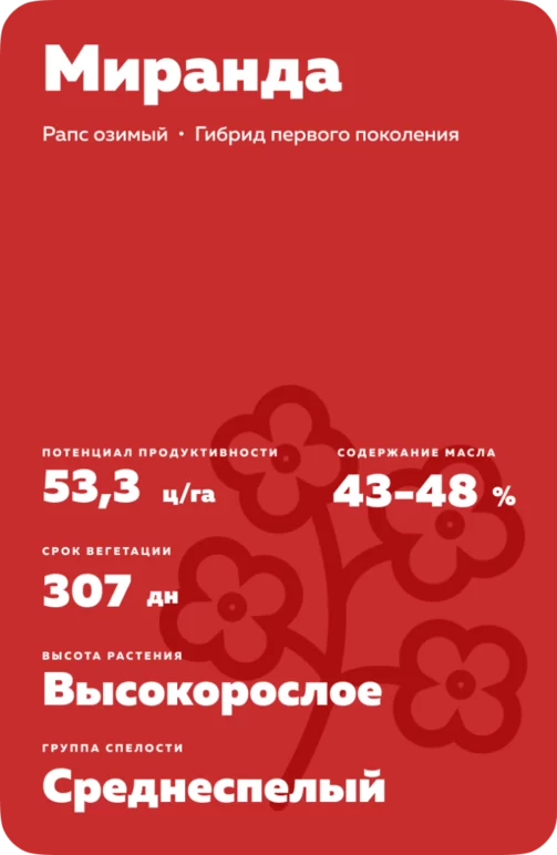 Миранда (MIRANDA) рапс озимый
