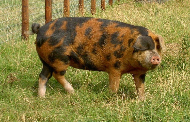 Оксфордская песочно-черная (оксфордская лесная) – порода свиней