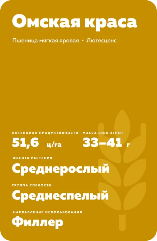 Омская краса сорт мягкой яровой пшеницы