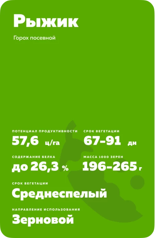 Рыжик