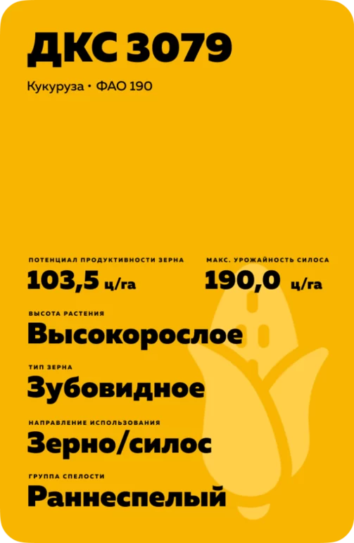 ДКС 3079 гибрид кукурузы