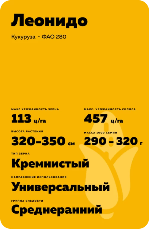 Леонидо (LEONIDO) гибрид кукурузы
