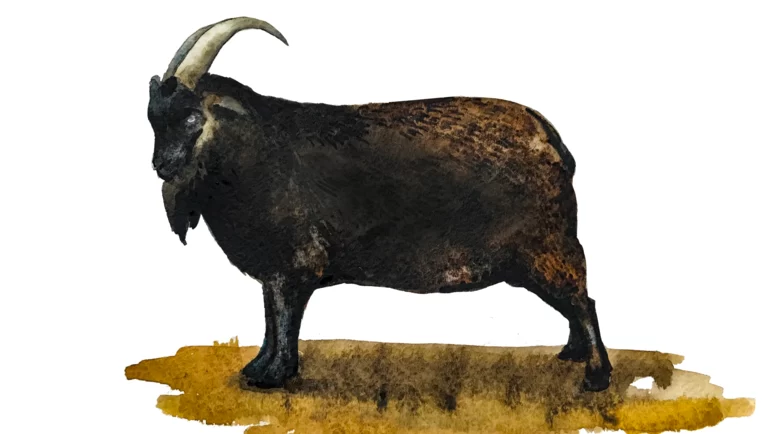 Горно-алтайская порода коз