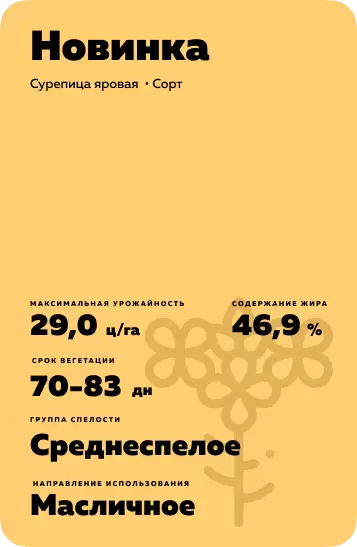 Новинка сурепица яровая