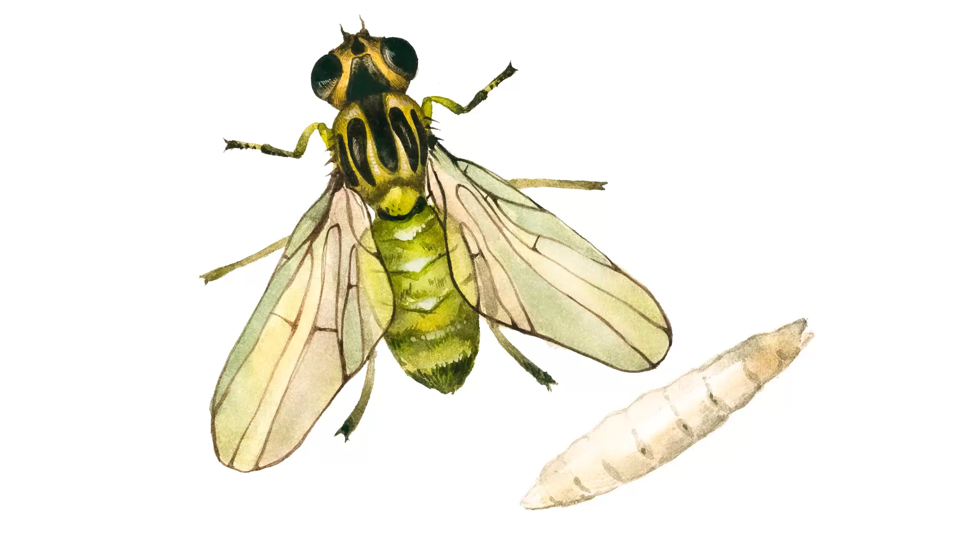 Трусики в жопу және писки фото