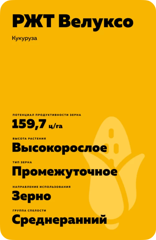 РЖТ Велуксо гибрид кукурузы