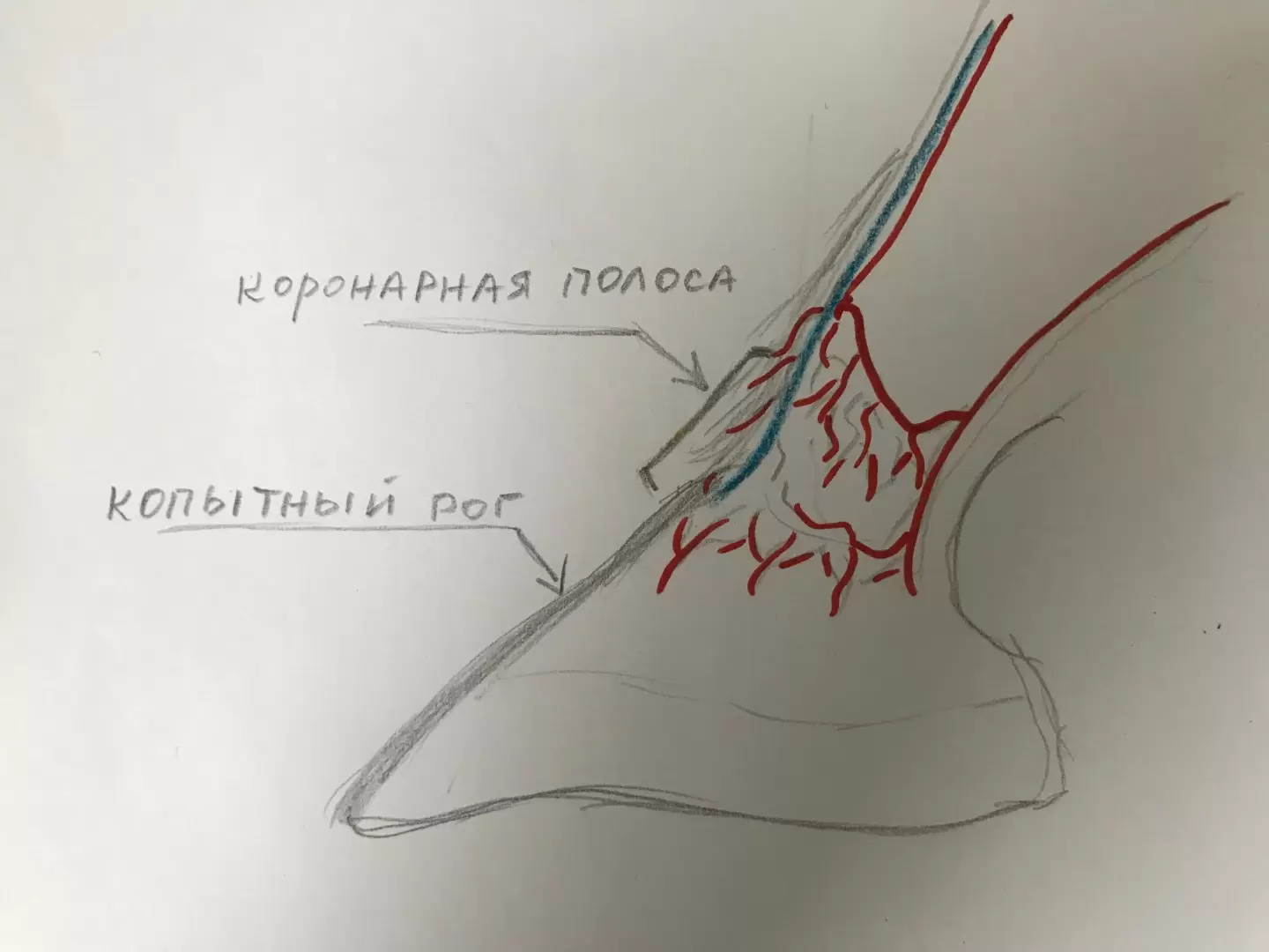 Как помочь КРС при обморожении и переохлаждении?