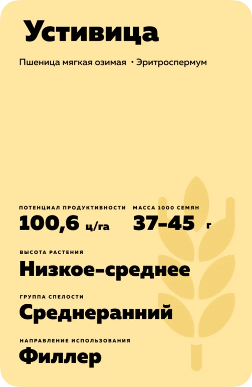 Устивица