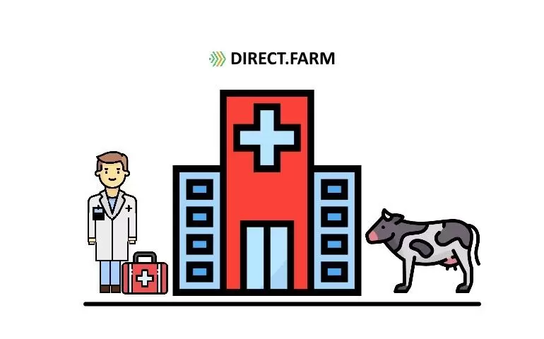 Как профилактировать эндометрит у коров?