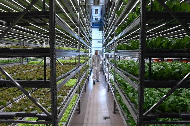 Ученые РФ нашли способ удешевить производство овощей и зелени в теплицах