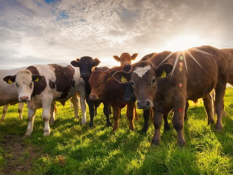 Глава Минсельхоза объяснил сокращение поголовья коров в России