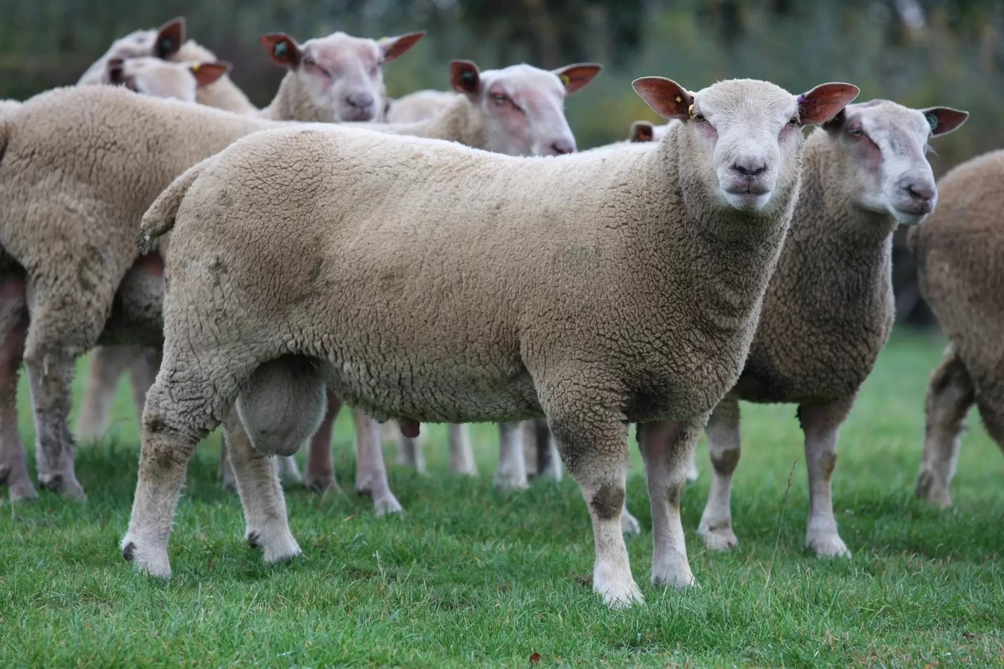 Тексель порода овец: описание, характеристики, продуктивность, содержание и разведение