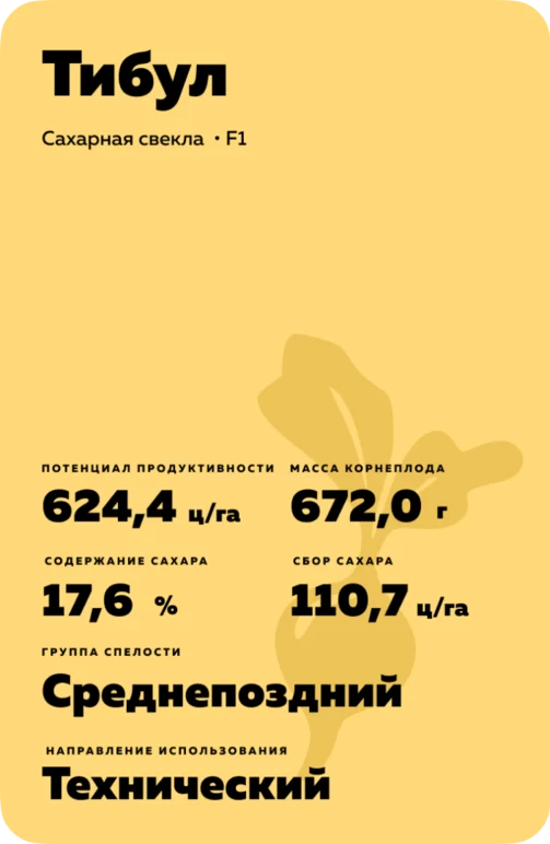 Тибул - гибрид свеклы сахарной Штрубе Рус