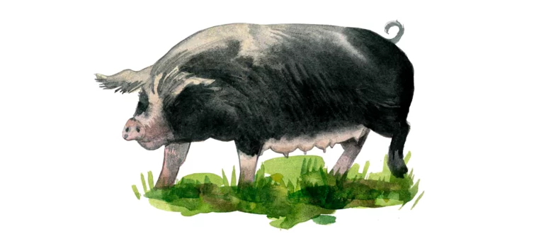 Пулавская порода свиней