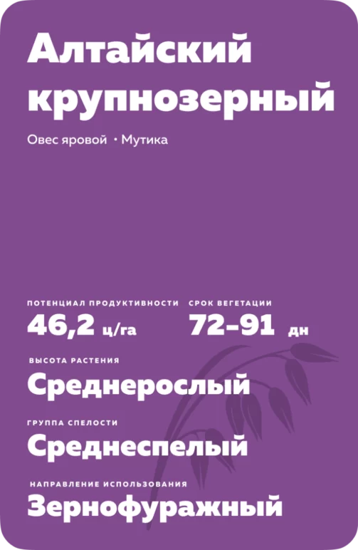 Алтайский крупнозерный