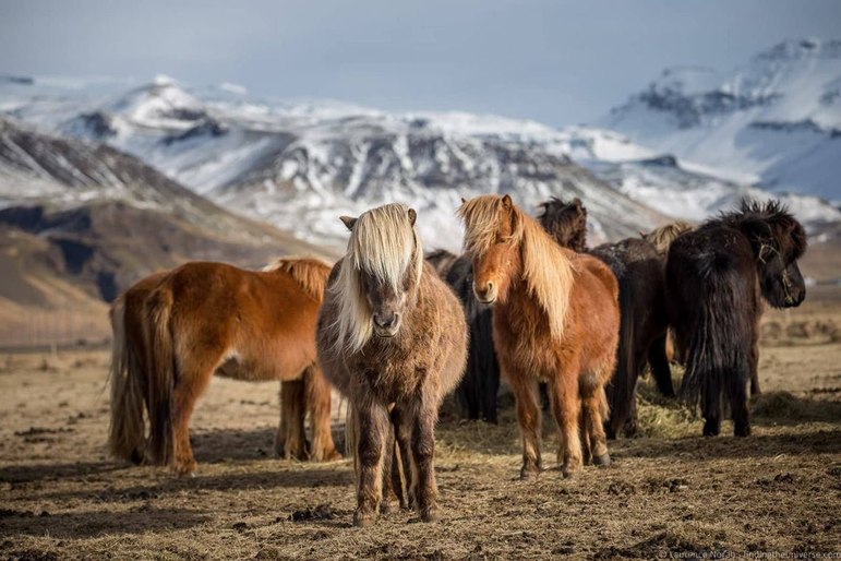 Исландская порода лошадей