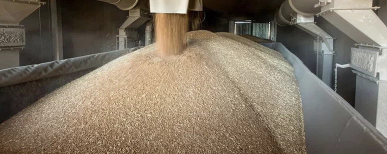 АККОР предложила увеличить закупки зерна в интервенционный фонд и госрезерв